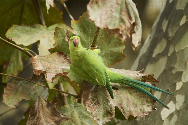 Monk parakeet