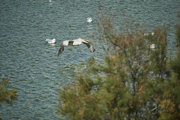 Great white pelican