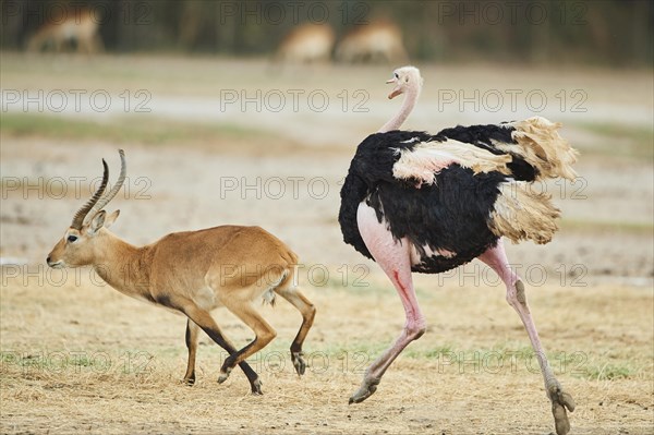 Common ostrich