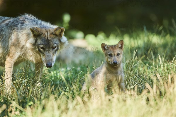 Eastern wolf