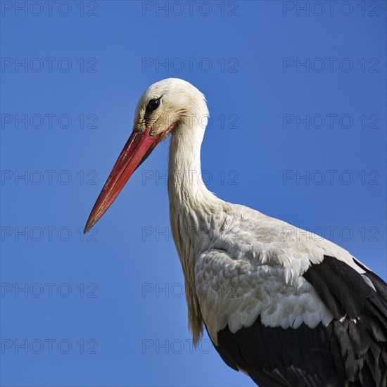 White Stork