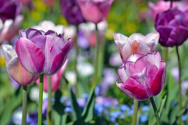 Beautiful dark violet Negrita Tulip