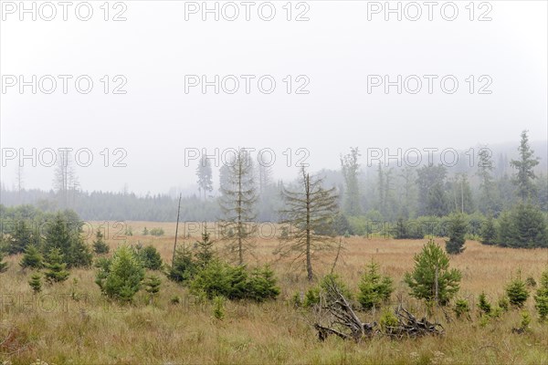 Former windthrow area with typical vegetation