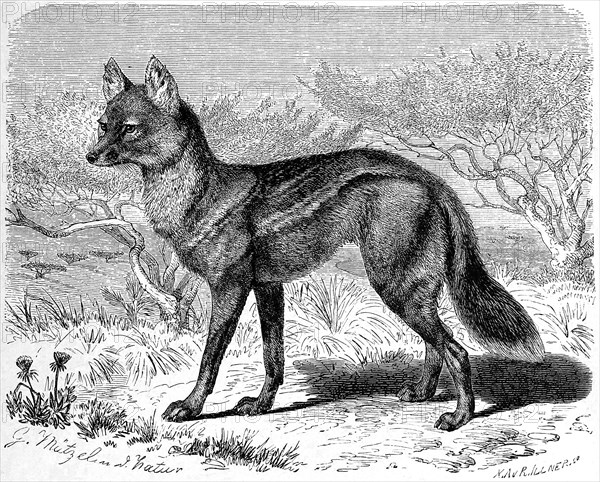 Side-striped jackal