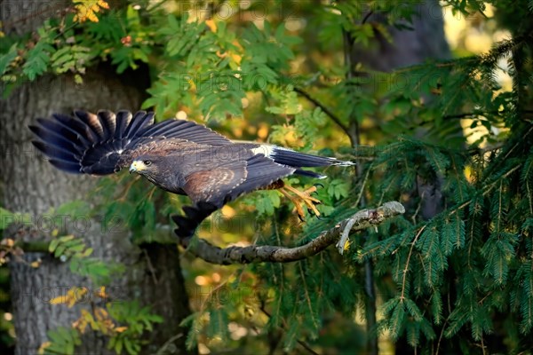 Harris's hawk