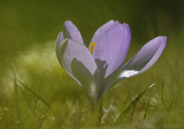 Meadow saffron