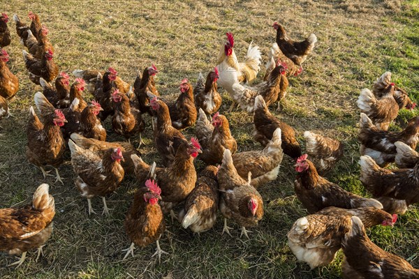 Free-range chickens