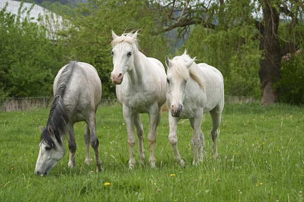 Horses