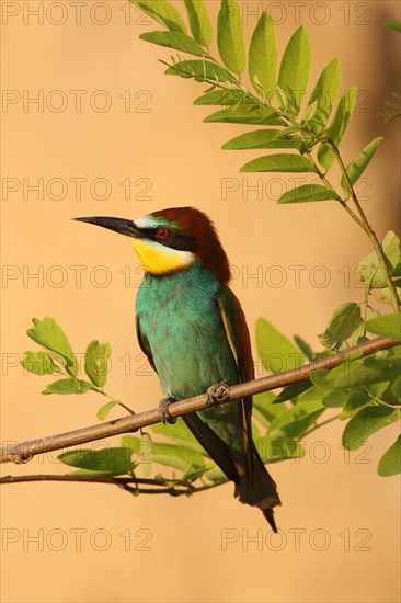 European bee-eater