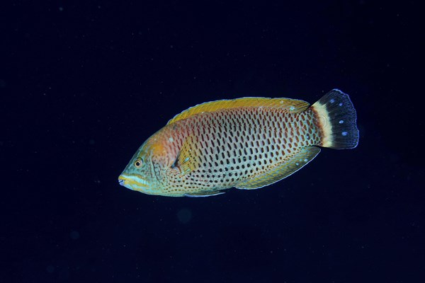 A colourful chiseltooth wrasse