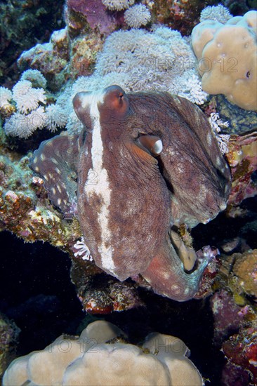 Large blue octopus