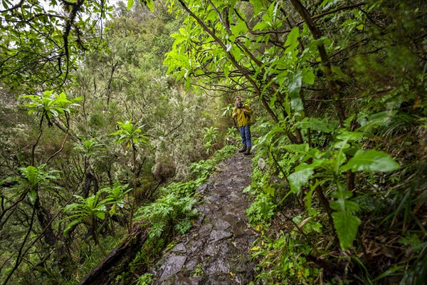 Hiker in dense forest