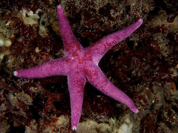 Bloody Henry Starfish