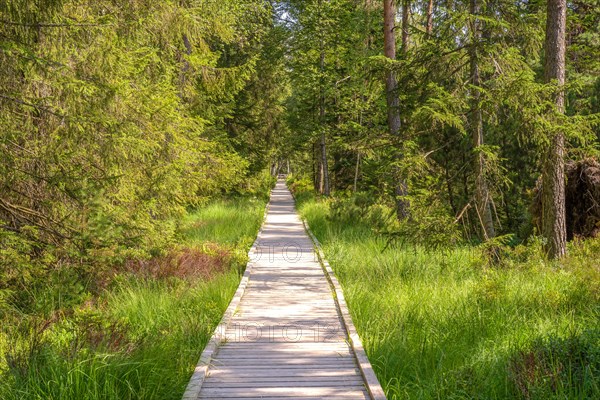 Wooden path through the high moor