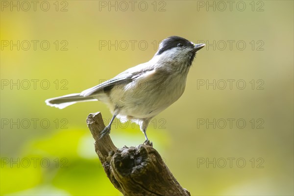 Marsh Tit