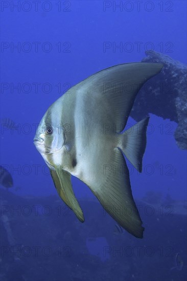 Orbicular batfish
