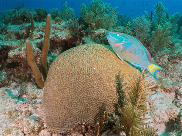 Stoplight parrotfish