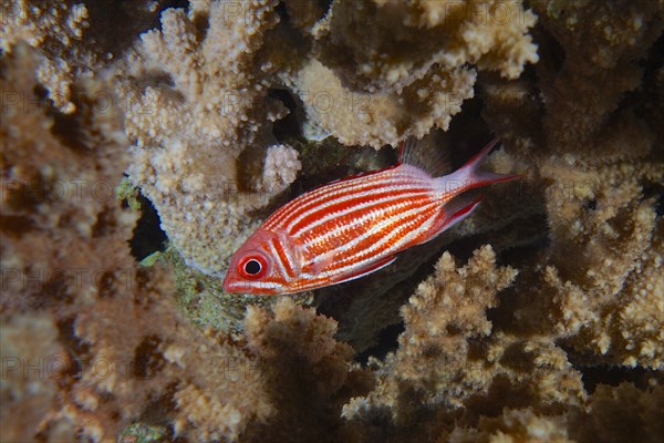 Crowned squirrelfish