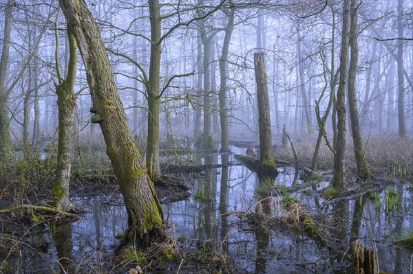 Flooded alder swamp on the shore of Lake Duemmer