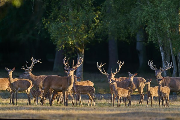 Red deer