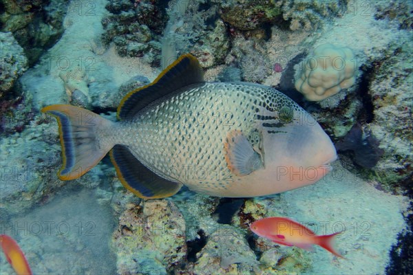 Yellowmargin triggerfish