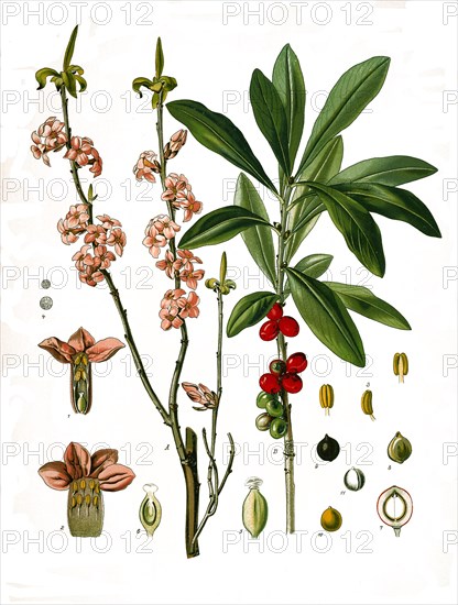 Medicinal plant