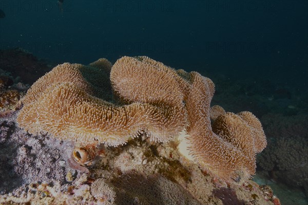 Mushroom leather coral