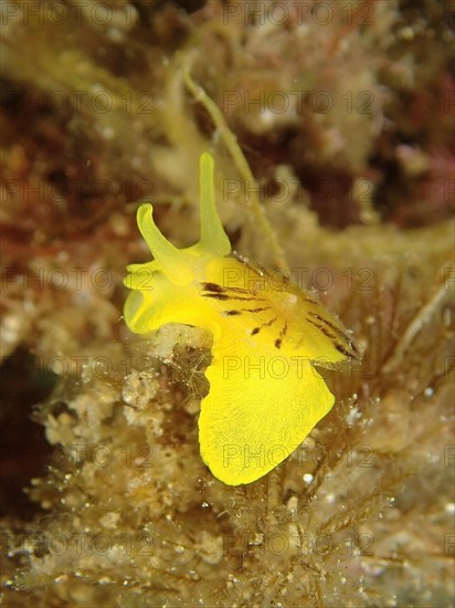 Golden sponge snail