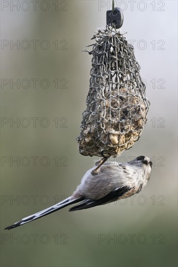 Long-tailed tit