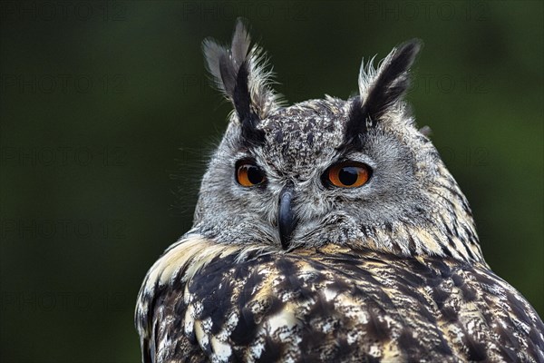 Eurasian eagle-owl