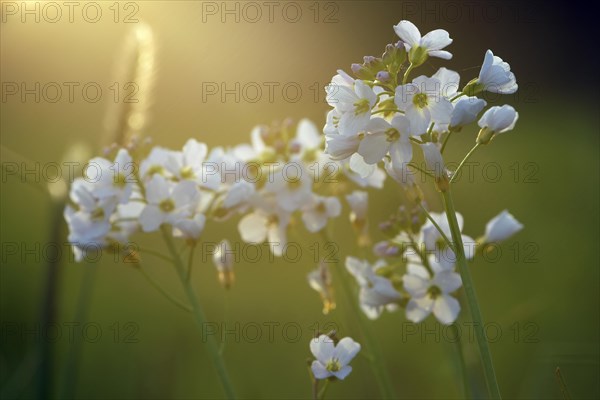 Cuckoo flower