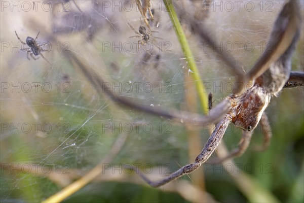 Nursery web spider