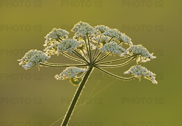 Meadow hogweed