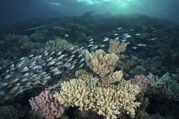 A large school of miry's damselfish