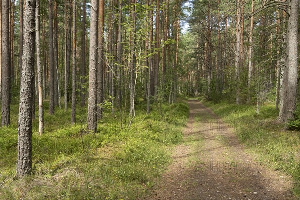 Forest path through green mixed forest