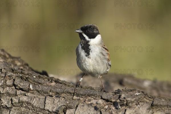 Reed bunting