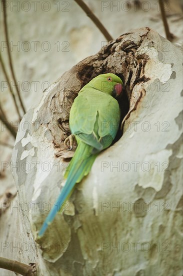 Monk parakeet