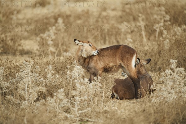 Waterbuck