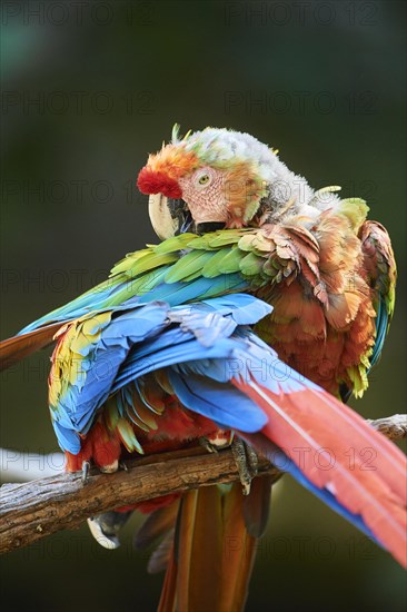 Scarlet macaw