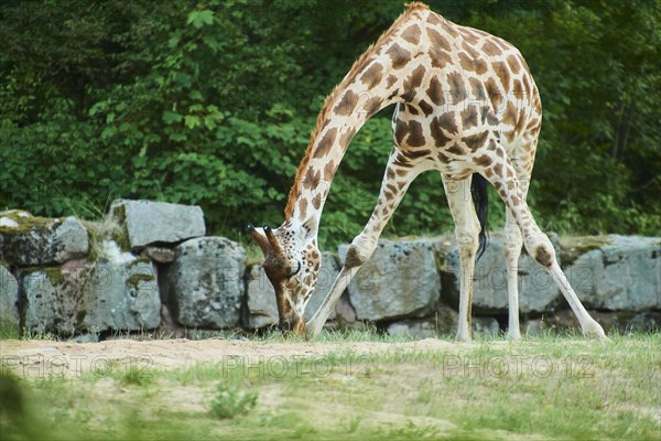 Reticulated giraffe