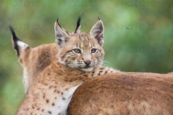 Eurasian lynx