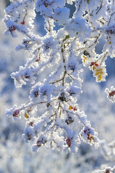 Rosehips