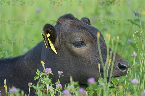 Domestic cattle