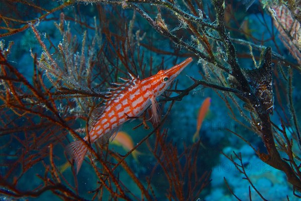 Longnose hawkfish