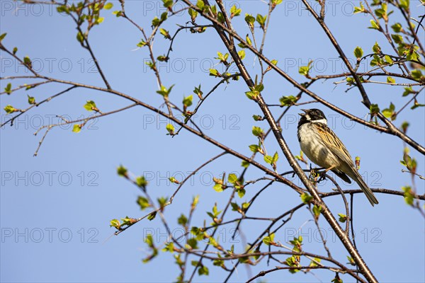 Reed Bunting