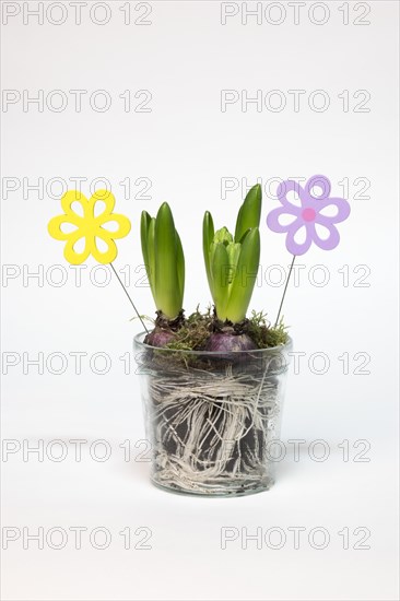 Garden hyacinth