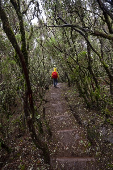 Hiker in dense forest