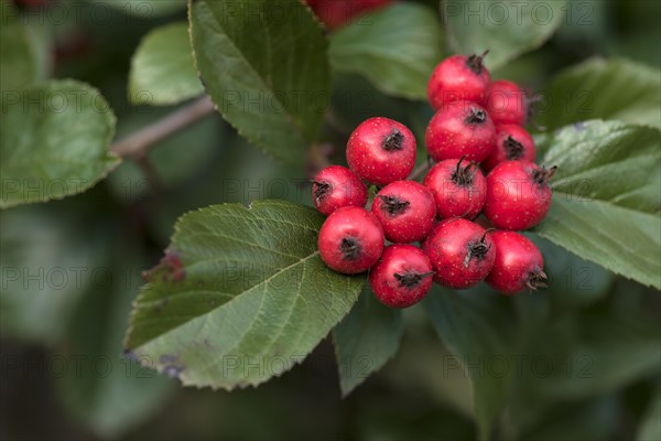 Fruits of the leather-leaved hawthorn or apple thorn