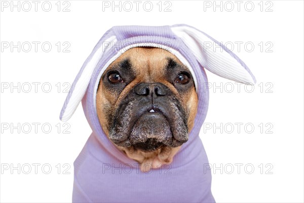 Portrait of cute French Bulldog dog girl dressed up in funny light violet easter bunny costume with ears on white background