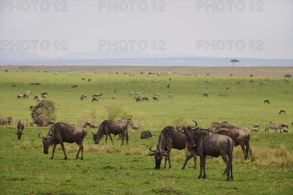 Blue wildebeest